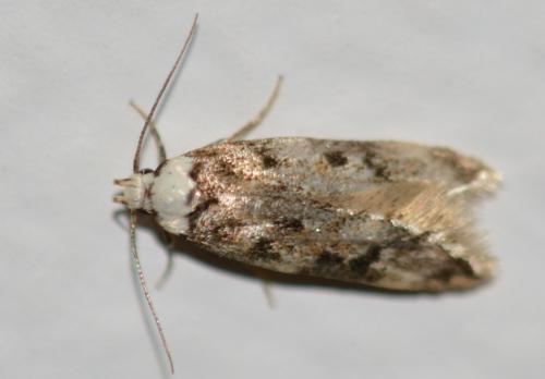 Réf. 257 249 : Endrosis sarcitrella